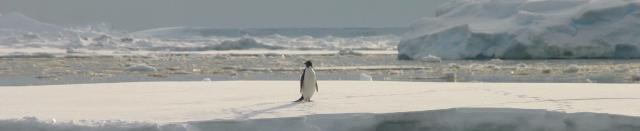 Release the penguins